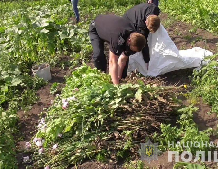 Поліція виявила хмільничанку, яка вирощувала на своєму городі мак 