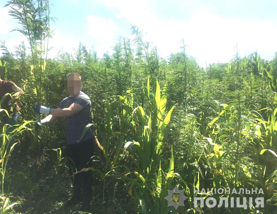   Плантацію конопель виявила калинівська поліція
