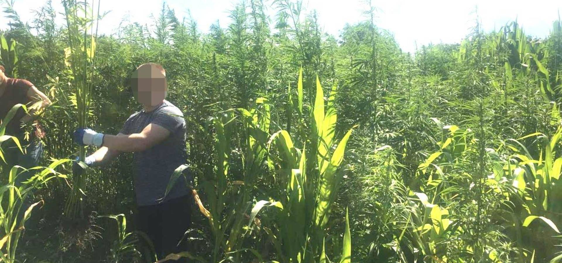 Плантацію конопель виявила калинівська поліція