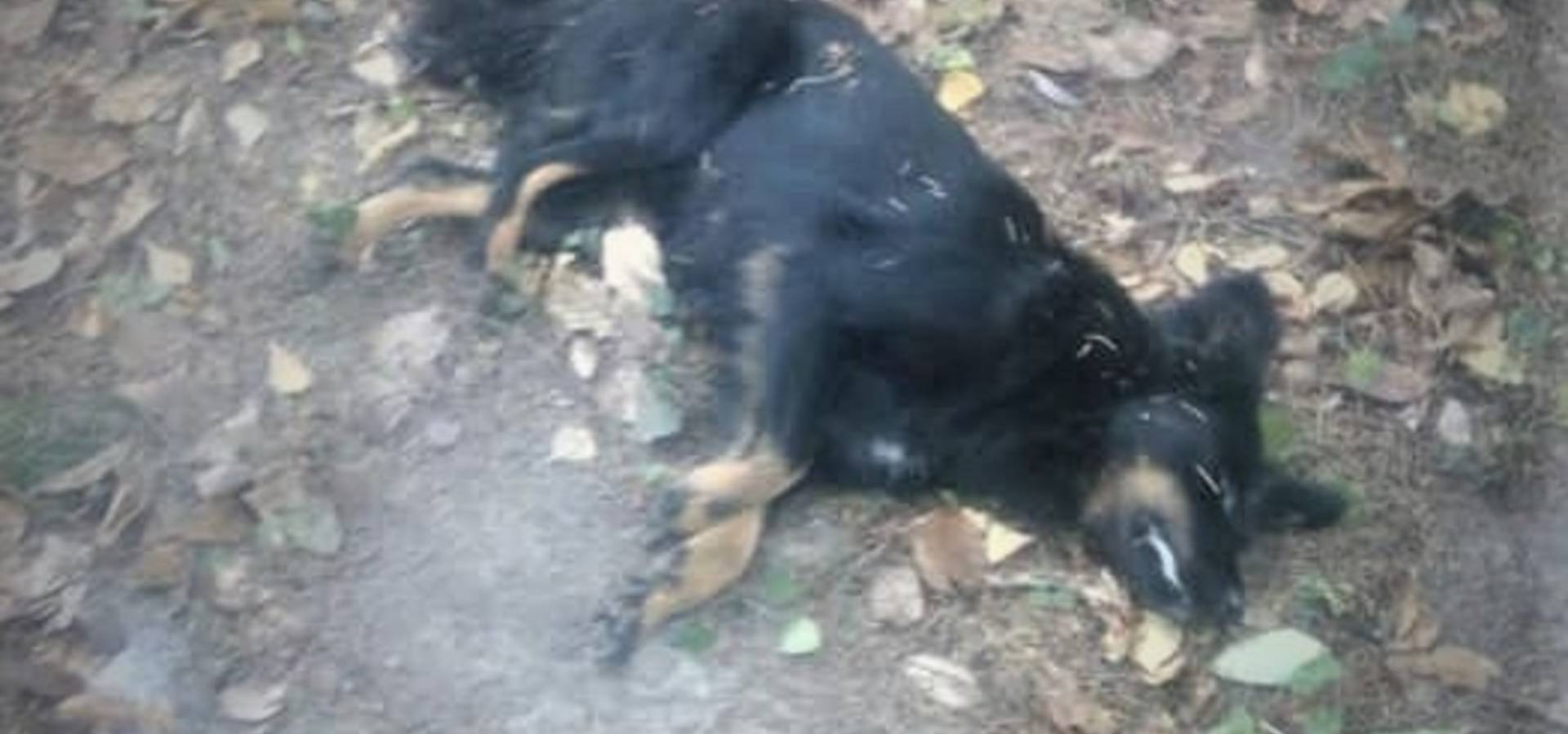 У Хмільнику, на вулиці 1-го Травня, в дворах оселилась СМЕРТЬ!....