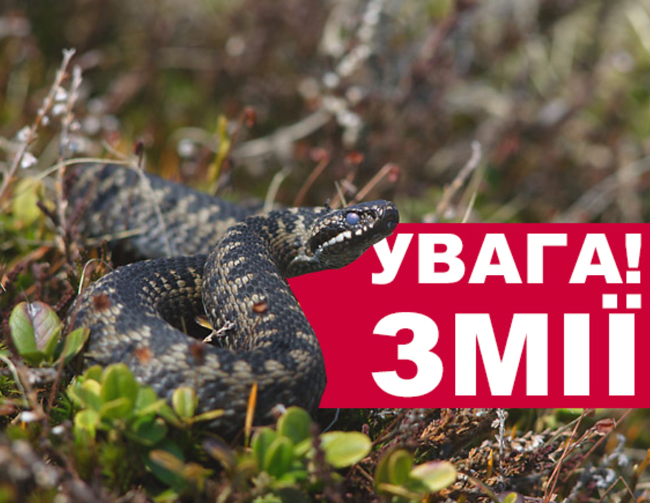 Хмільничанам порадили берегтись змій