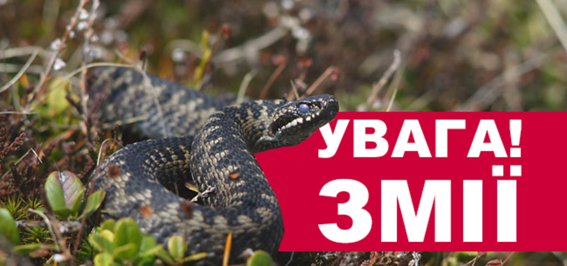 Хмільничанам порадили берегтись змій