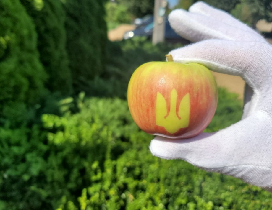 Вінницькі фермери виростили яблука з тризубом