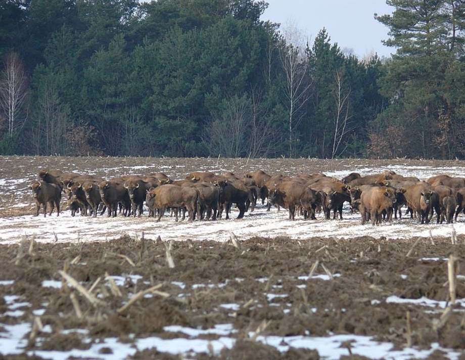 На годівлю хмільницьких зубрів виділили гроші