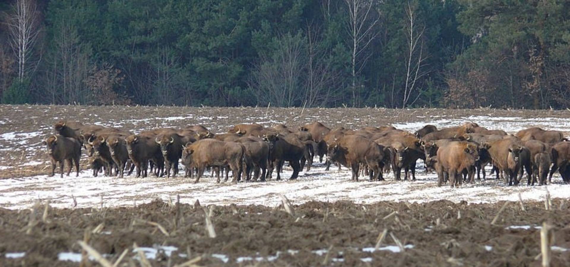 На годівлю хмільницьких зубрів виділили гроші