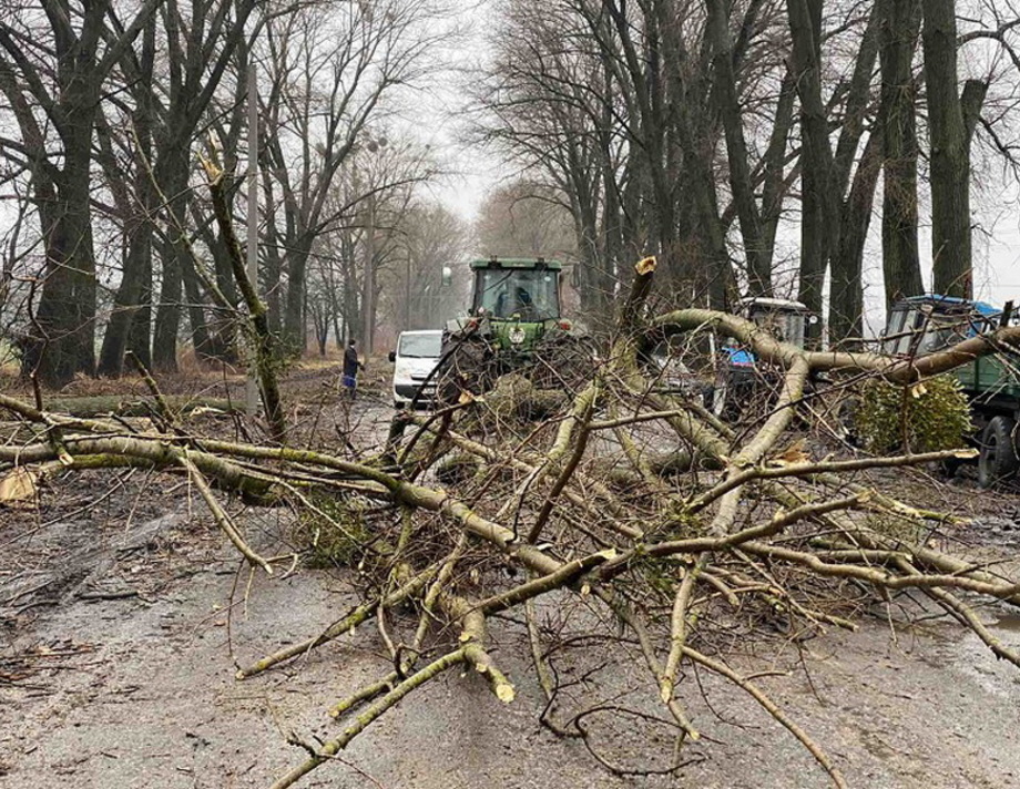 У Хмільницькому районі, задля освітлення дороги, зрізали сторічні дерева