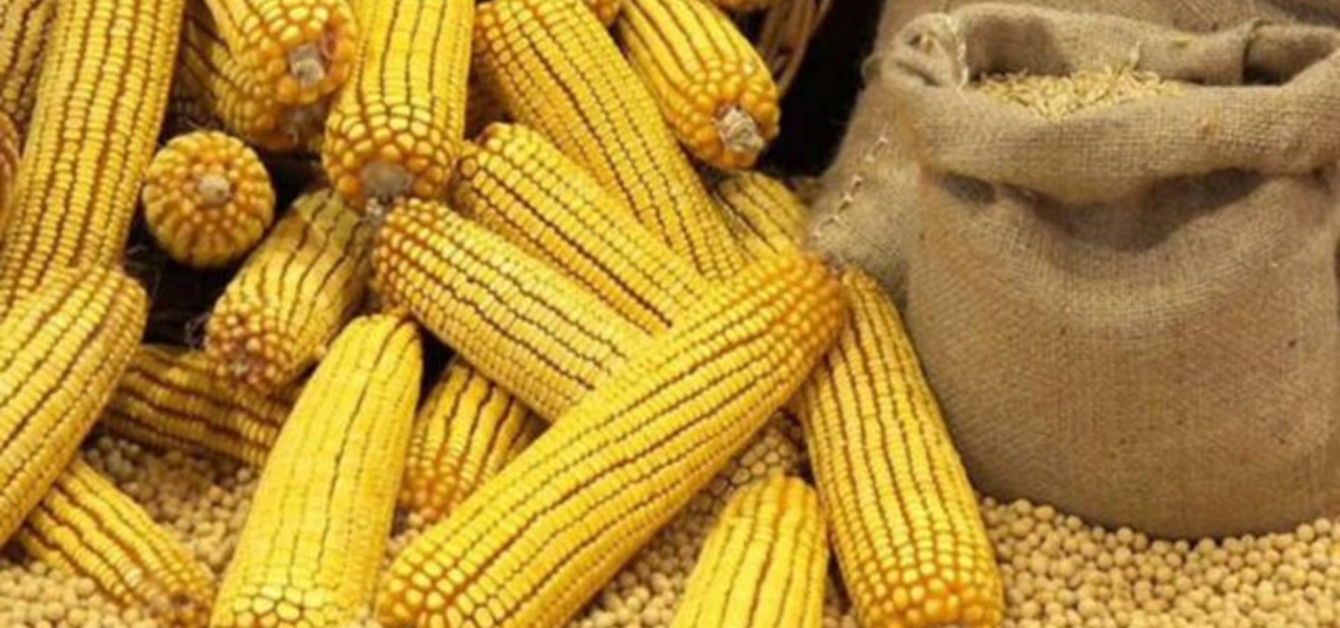 Середня врожайність кукурудзи на Вінниччині набагато більша за торішню