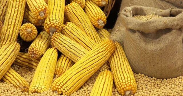 Corn 1112 1 640x336