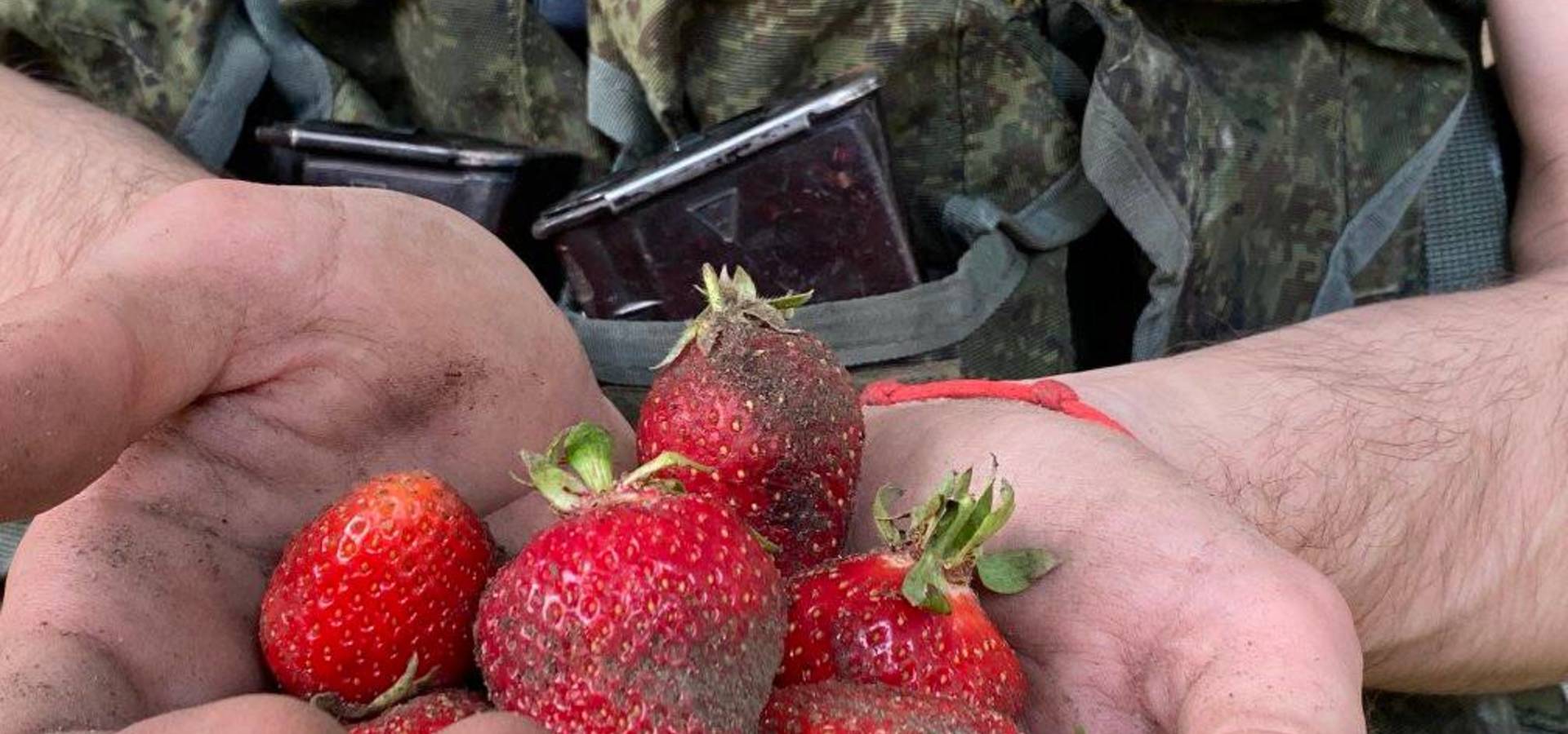На Херсонщині окупанти наймаються до українців на збирання полуниці