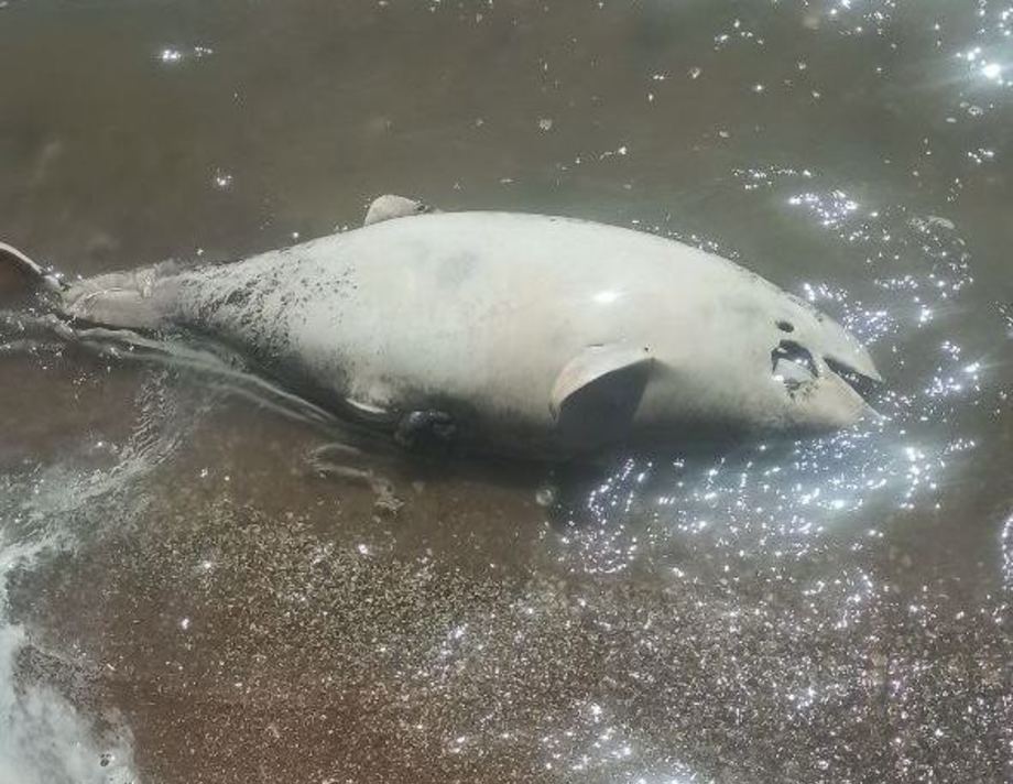 У Маріуполі в акваторії моря почався мор дельфінів