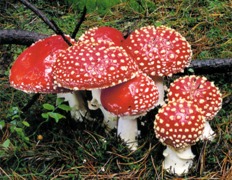 Хмільничан попереджають про небезпеку отруєння грибами