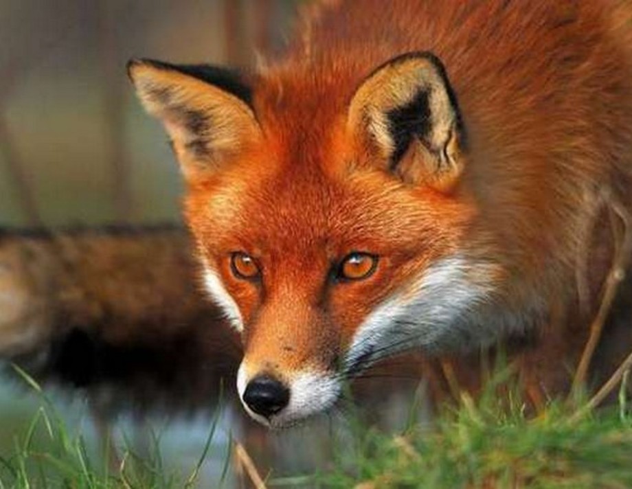Увага мисливцям! З 5 листопада у Хмільнику та на території області заборонено полювання на хутрових та парнокопитних тварин