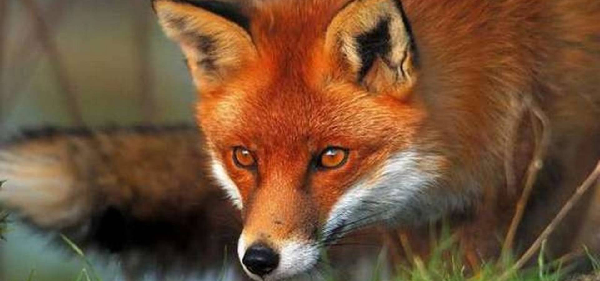 Увага мисливцям! З 5 листопада у Хмільнику та на території області заборонено полювання на хутрових та парнокопитних тварин
