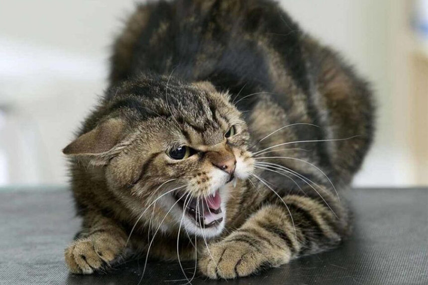 8  9088