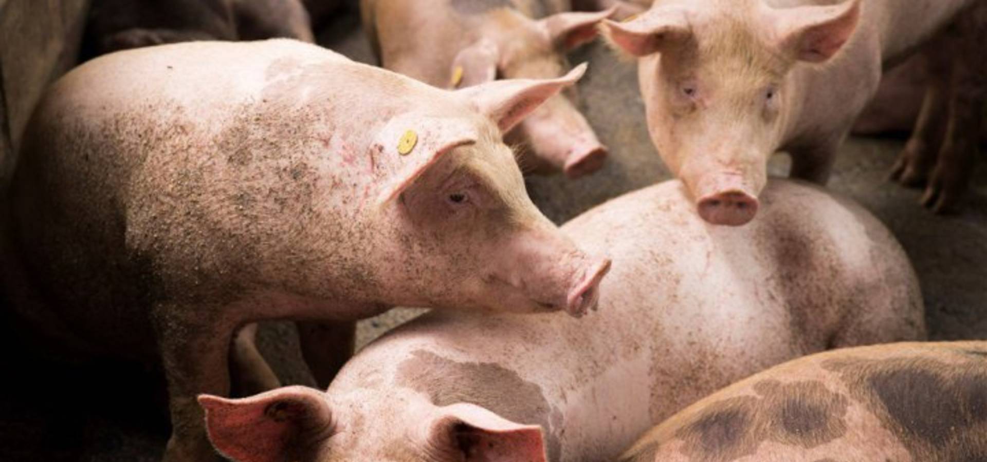 У Хмільницькому районі виявили спалах африканської чуми свиней