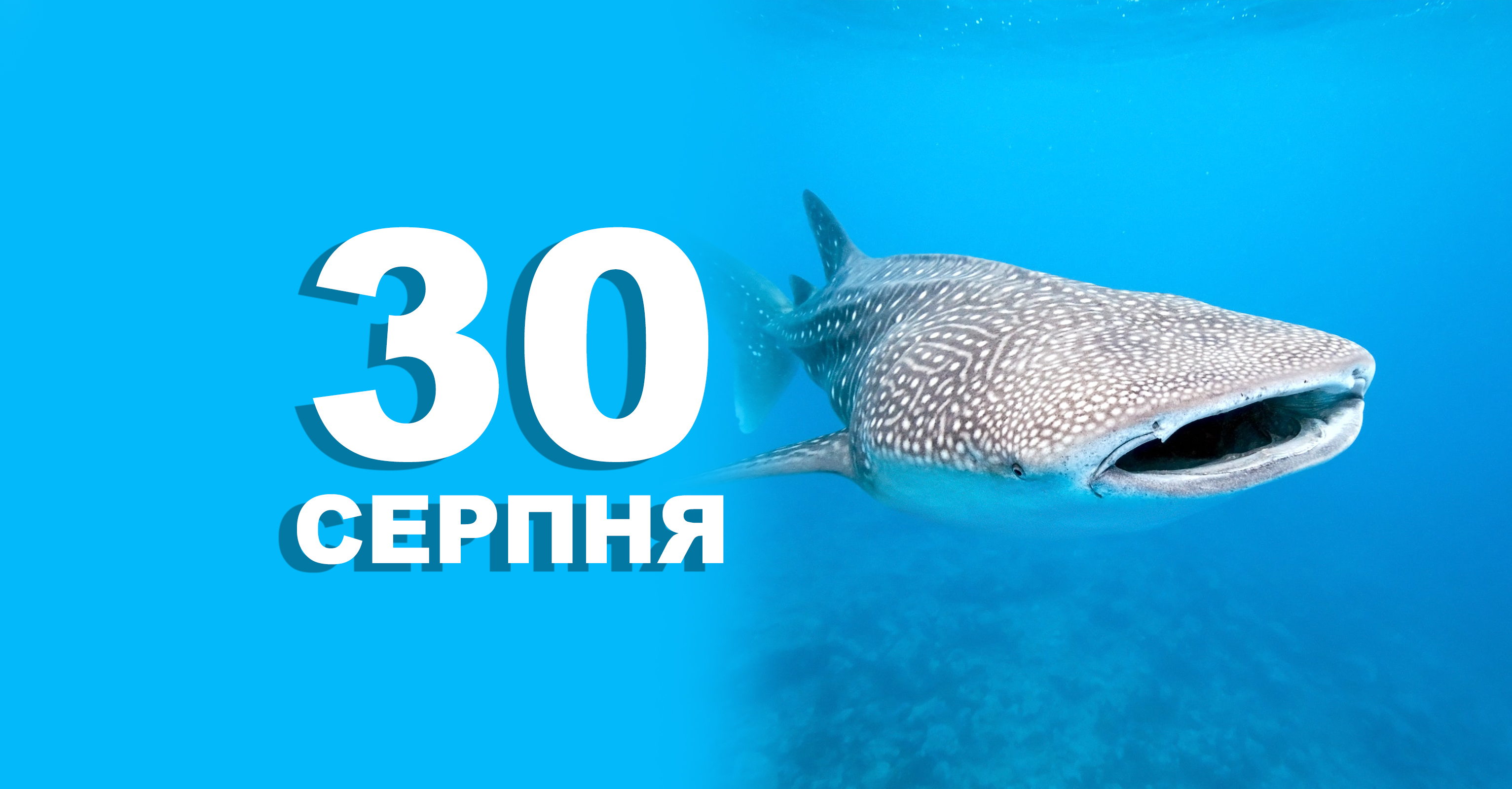 %d0%a8%d0%b0%d0%b1%d0%bb%d0%be%d0%bd %d0%ba%d0%be%d0%bf%d1%96%d1%8f %281%29