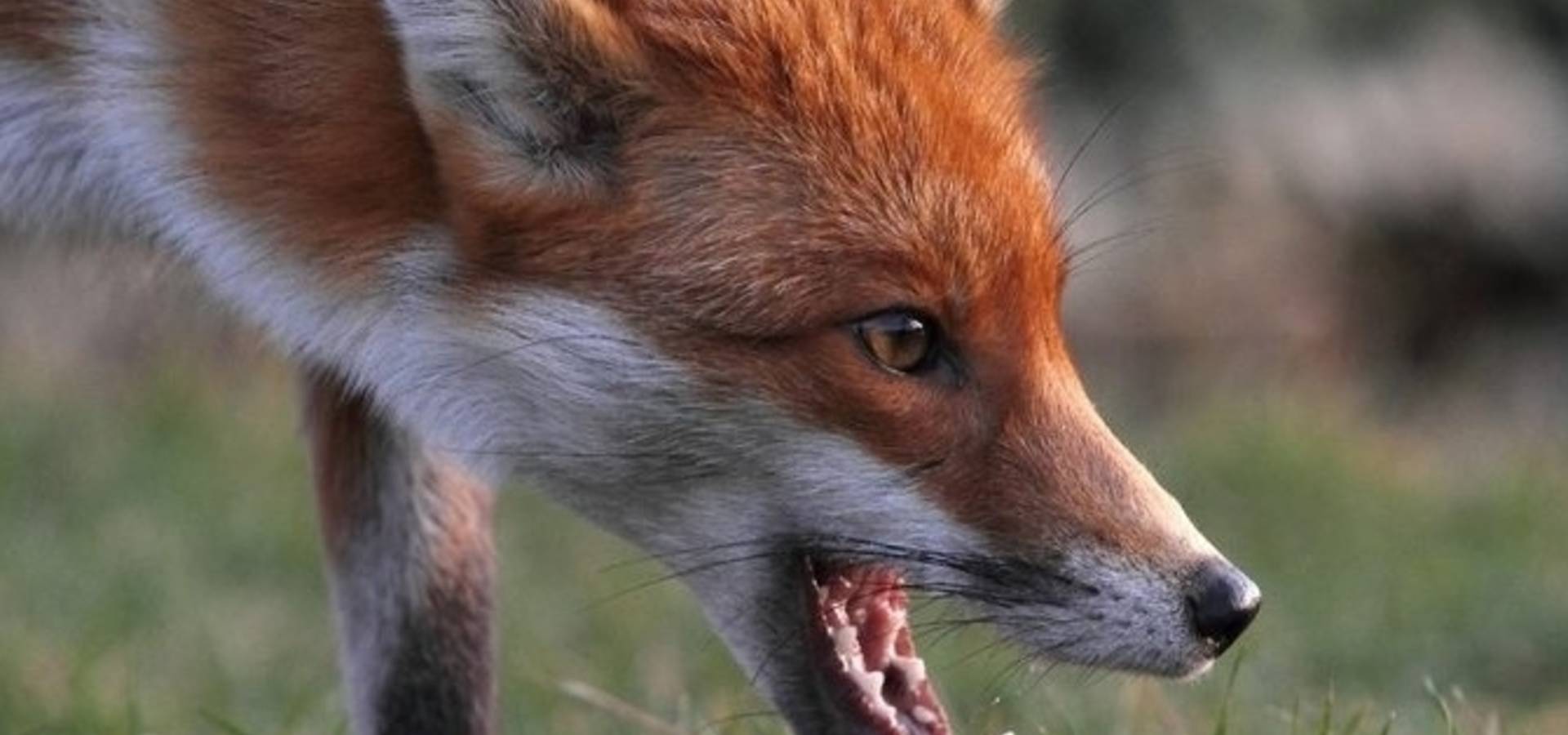 Через поширення сказу у Хмільницькому районі будуть відстрілювати лисиць 