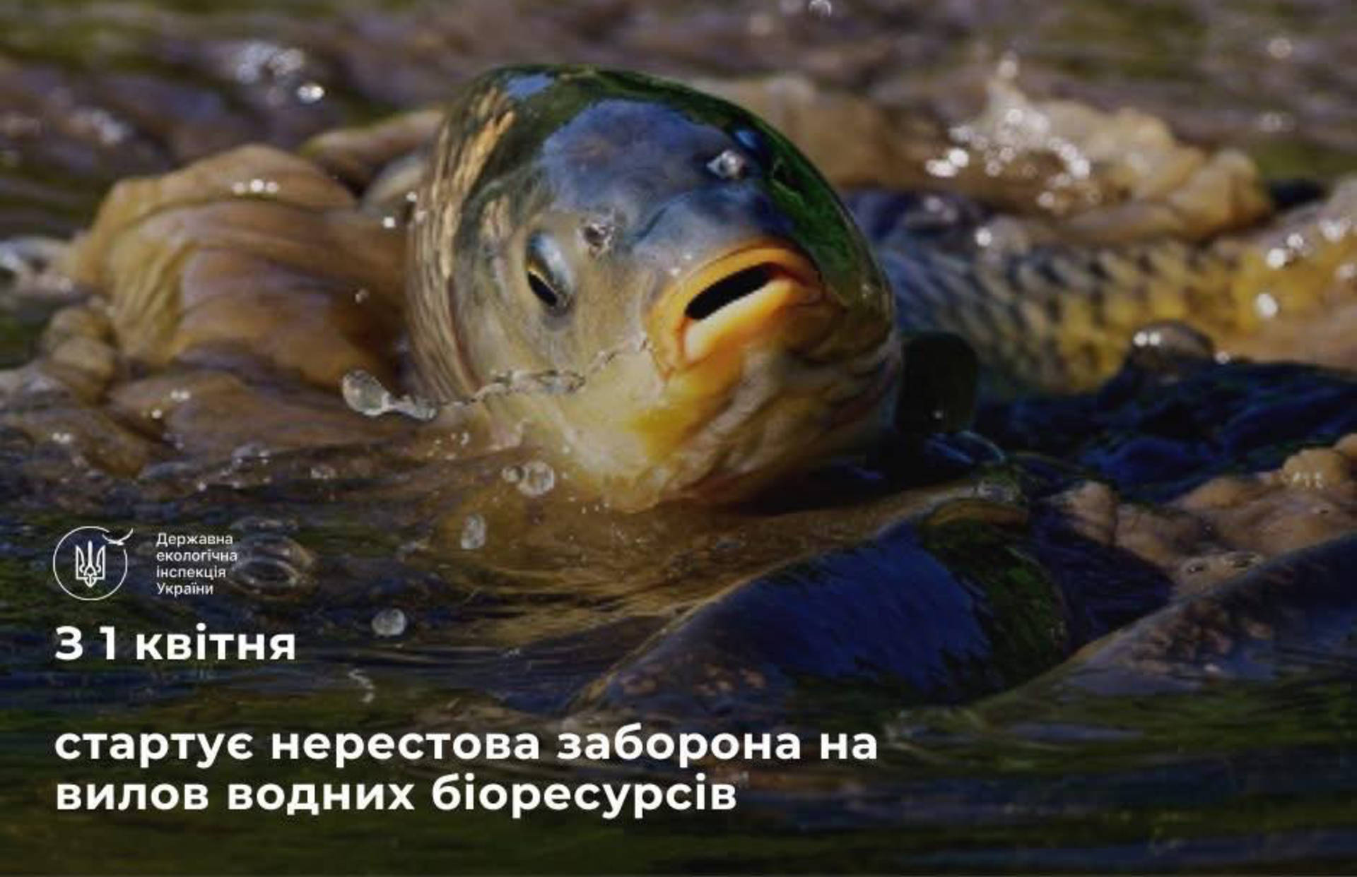 З 1 квітня розпочинається нерестова заборона на вилов риби