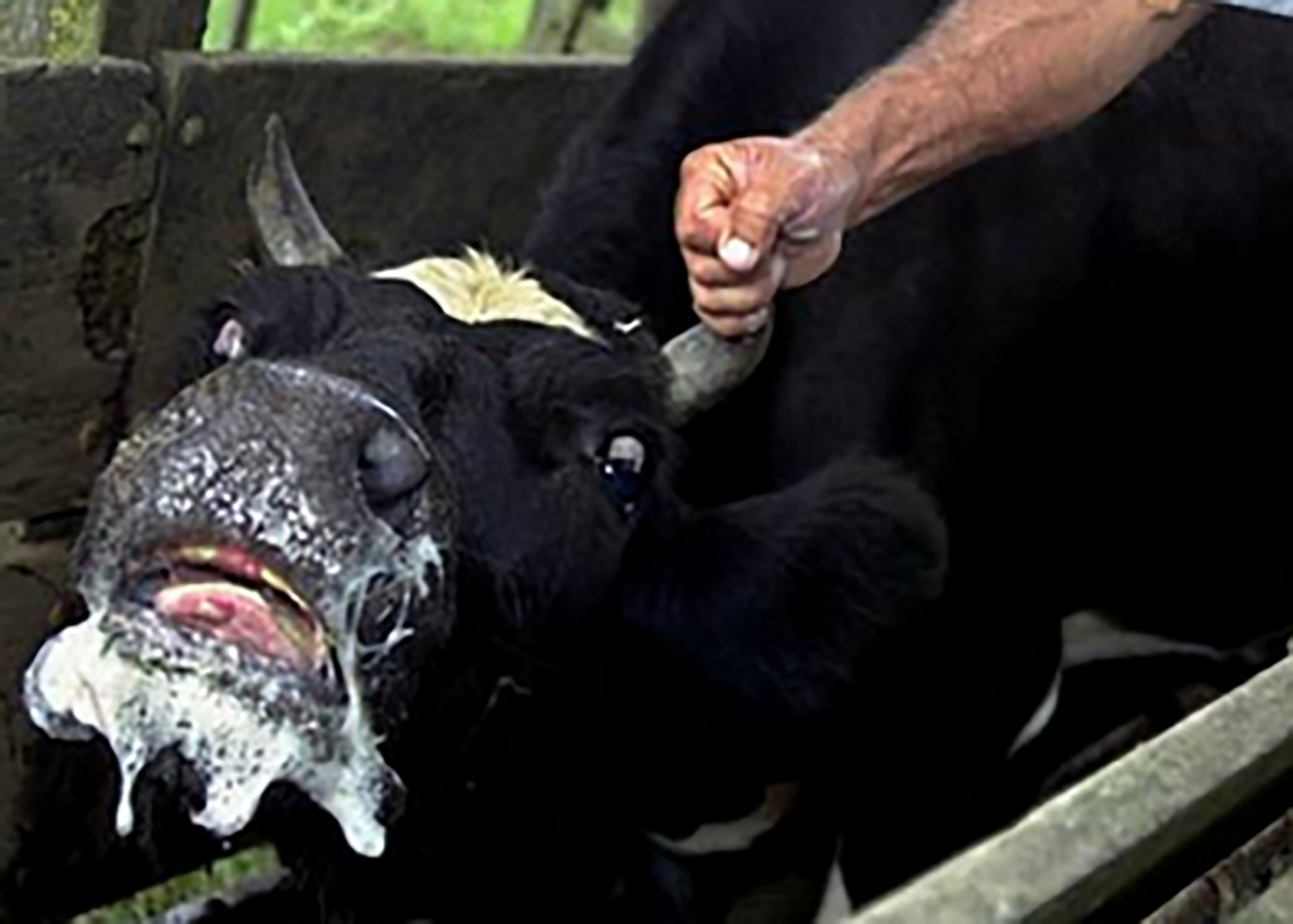 Скажену телицю виявили в селі Вербівка Хмільницької громади