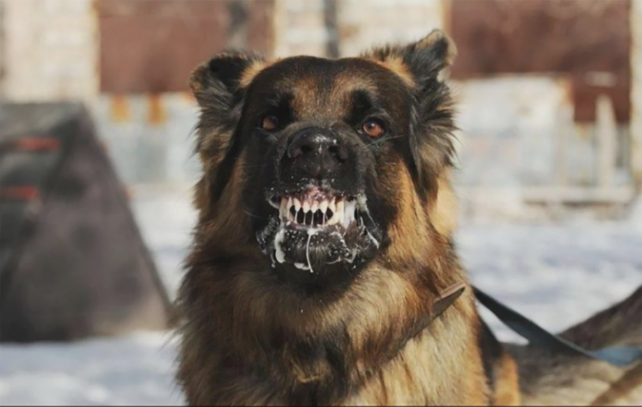 У Хмільницькій та Війтівецькій громадах зафіксовано три випадки сказу тварин